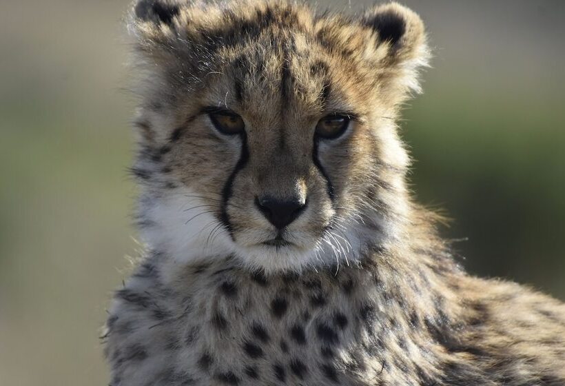 ホテル Nambiti Hills Private Game Lodge