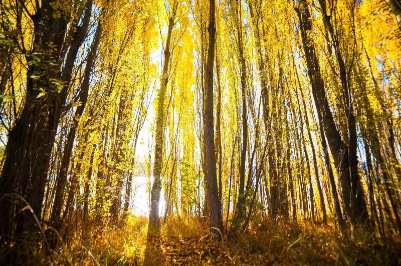 Bed and Breakfast Mt Michael Lodge