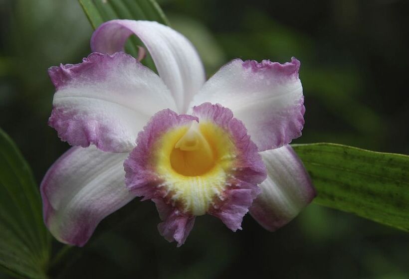 בית מלון כפרי Sachatamia Lodge