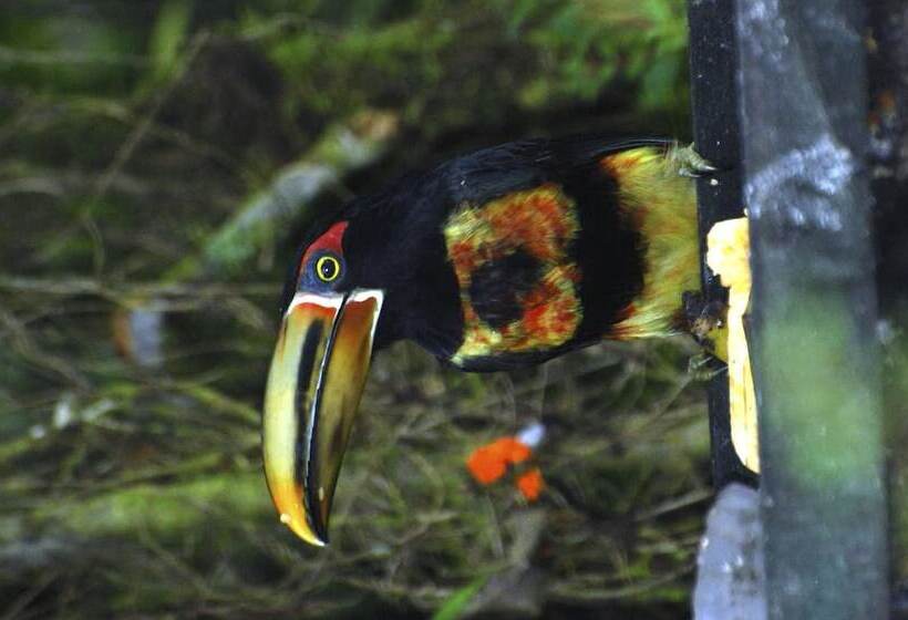 בית מלון כפרי Sachatamia Lodge