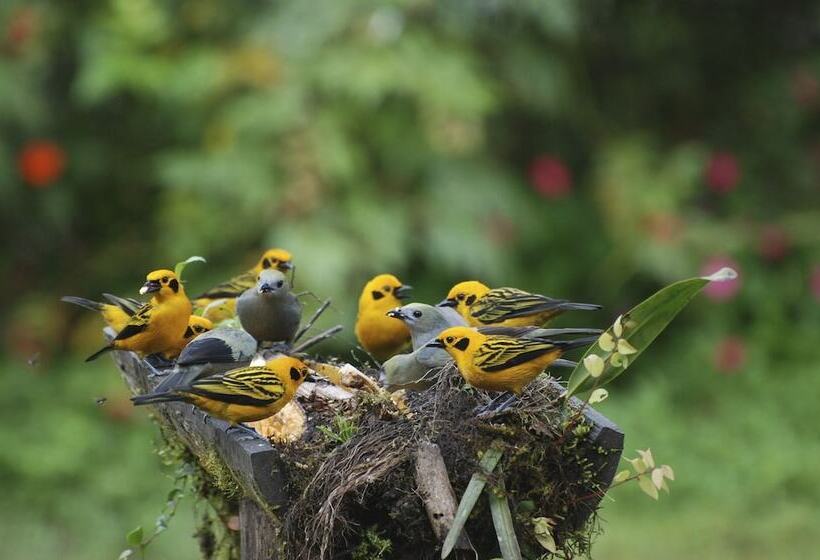 בית מלון כפרי Sachatamia Lodge