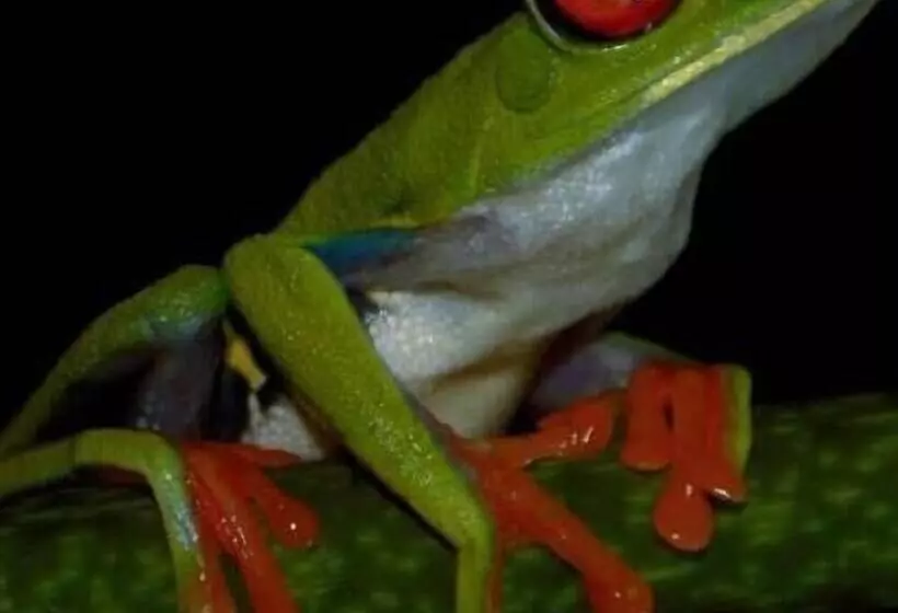 ホテル Cabinas Balcon Del Mar Tortuguero