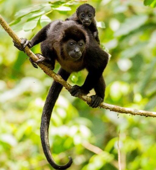 هتل Santa Teresa Surf Vista Villas