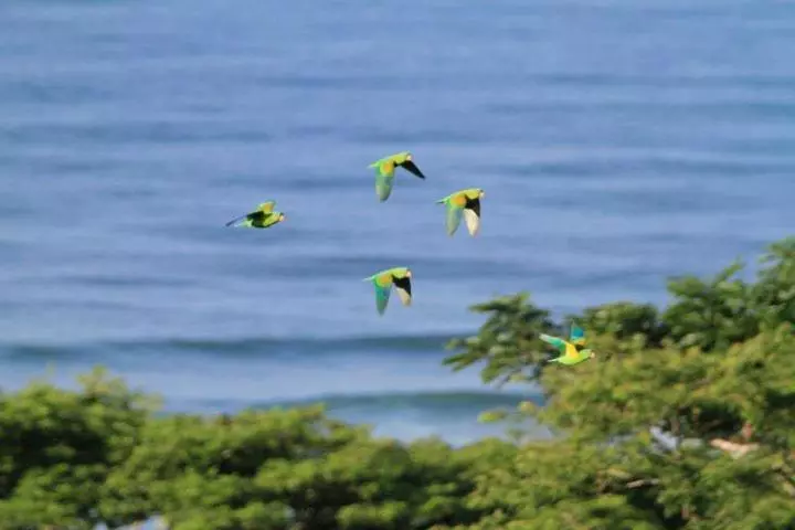 ホテル Santa Teresa Surf Vista Villas
