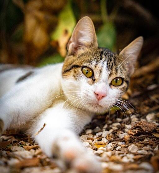 Pura Vida Mini Hostel Santa Teresa