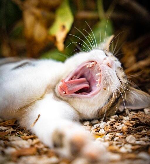 Pura Vida Mini Hostel Santa Teresa