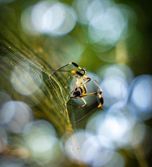 Pura Vida Mini Hostel Santa Teresa