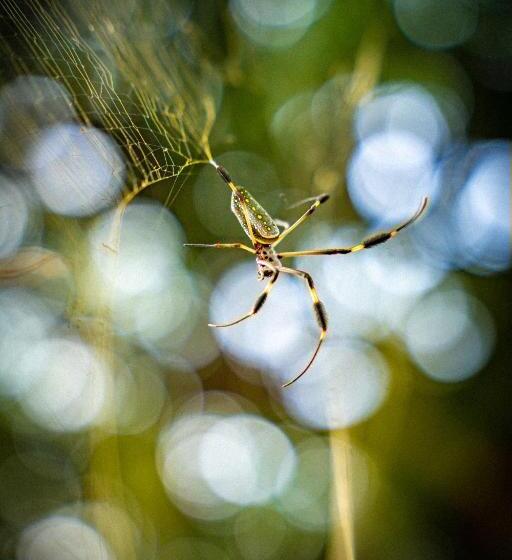 Pura Vida Mini Hostel Santa Teresa