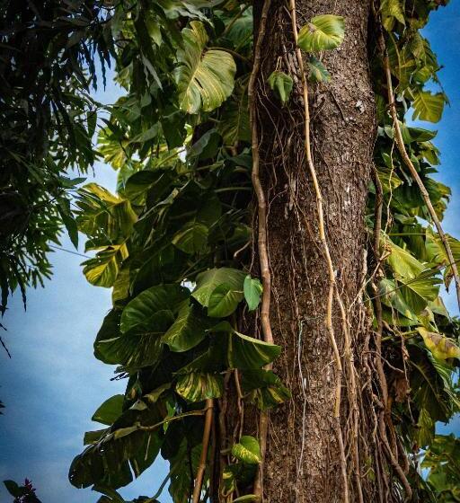 Pura Vida Mini Hostel Santa Teresa