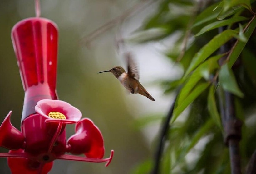 ホテル Enchanter Oceanview Suites