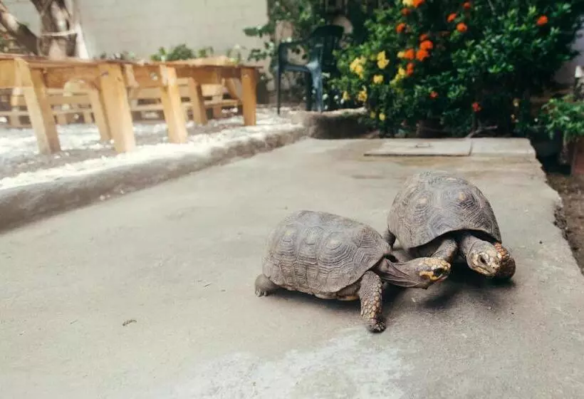 La Tortuga Hostel