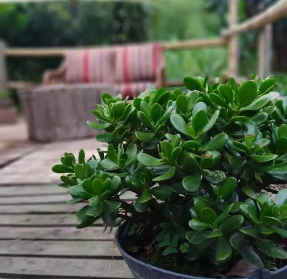 ユースホステル Ecofinca Salento