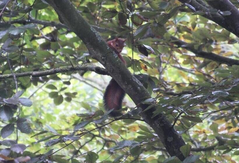 Bed and Breakfast L'escarbotine