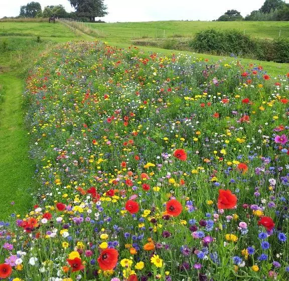 تختخواب و صبحانه Manoir Du Mesnil De Bas