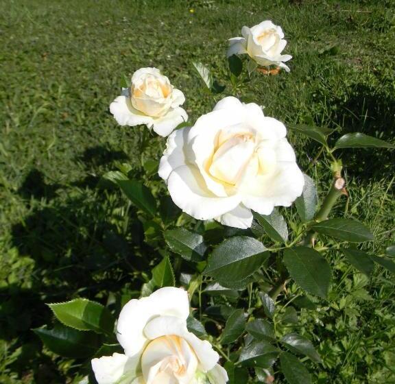 Bed and Breakfast Maison Magdala