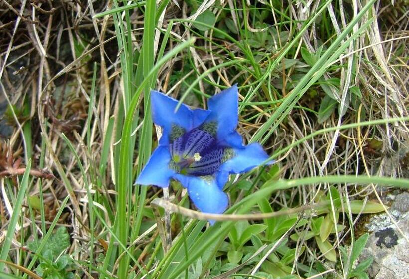 בית מלון כפרי Hôtel Café Les Fleurs