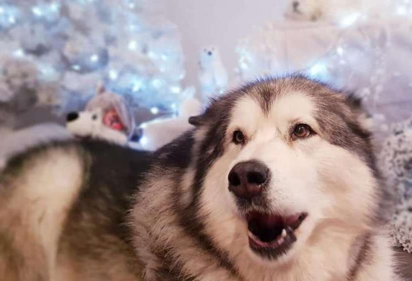 Отель Hôtel Du Haut Koenigsbourg Entre Vignes Et Château