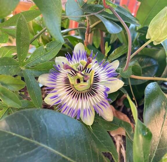 فندق Le Gambetta