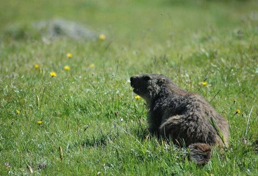 酒店 Le Télémark
