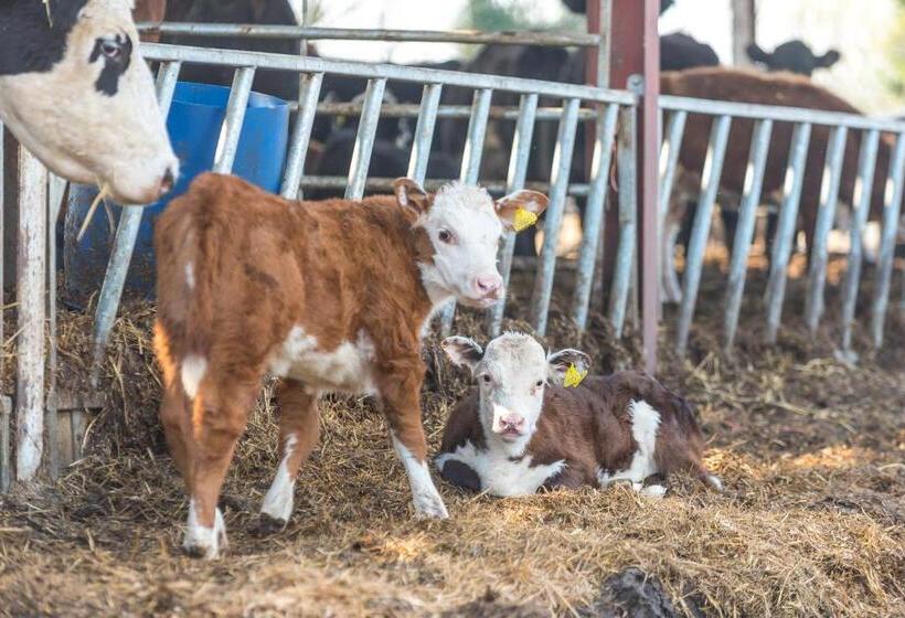 مبيت وإفطار Little Abbey Farm