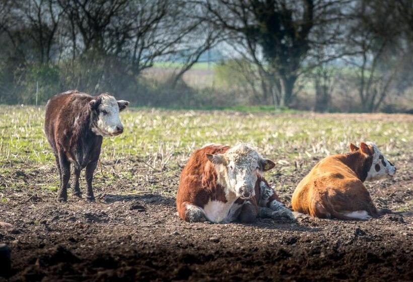 مبيت وإفطار Little Abbey Farm