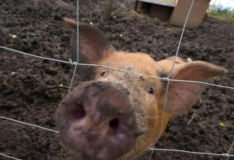 Valley Farmhouse B&b