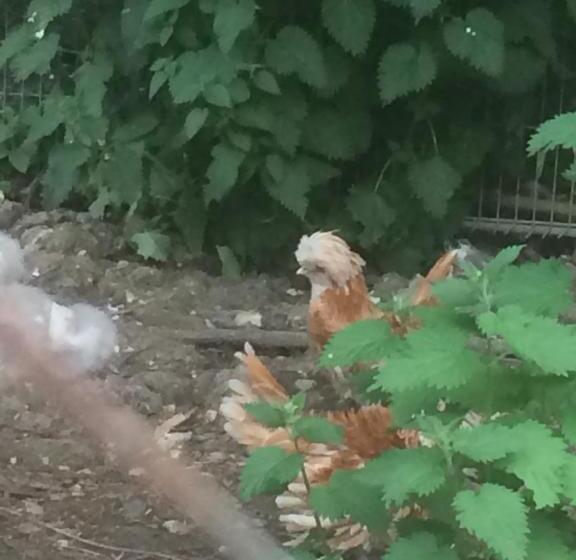 Valley Farmhouse B&b