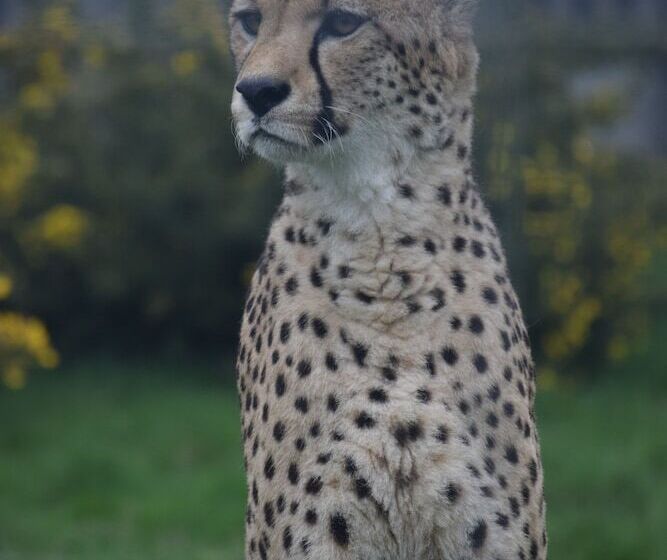 צימר Bewdley Hill House