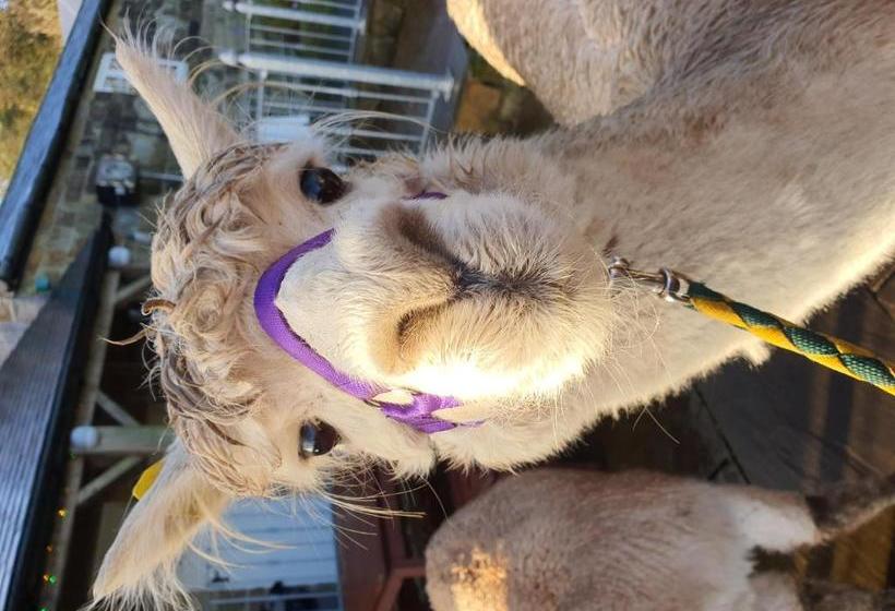 مبيت وإفطار The Falcon Inn