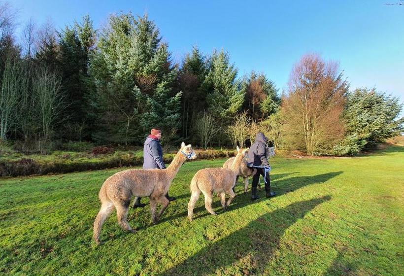 مبيت وإفطار The Falcon Inn