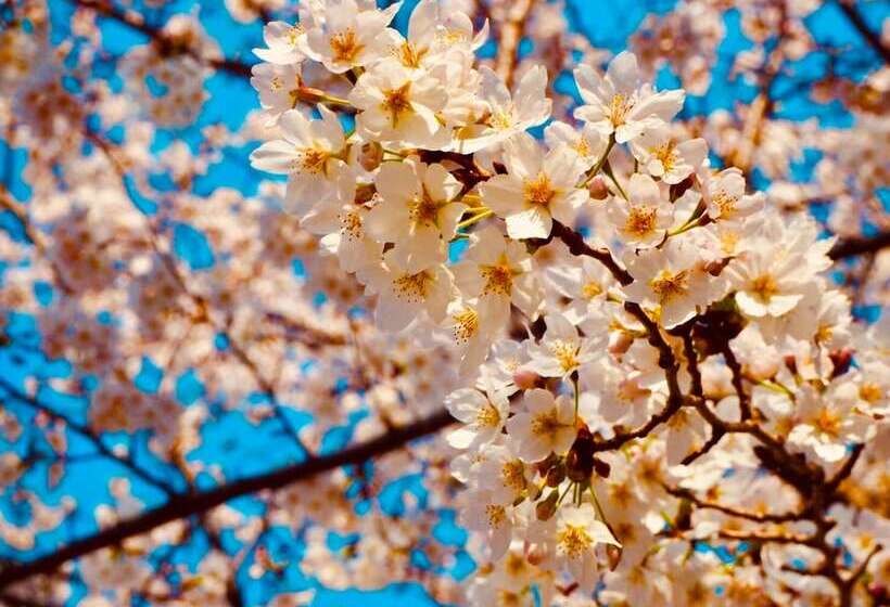 Apa Hotel Keisei Ueno Ekimae