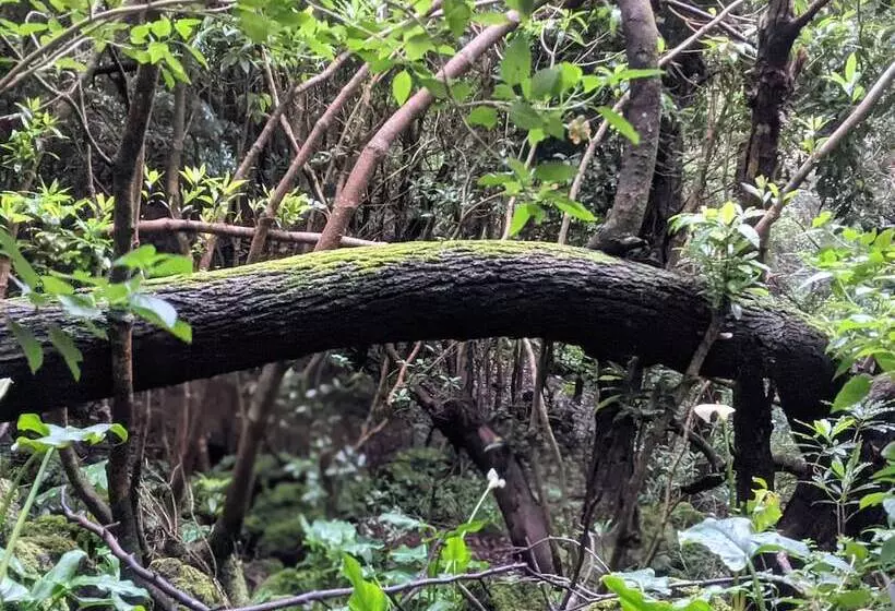 ホテル Cabanas Da Viscondessa