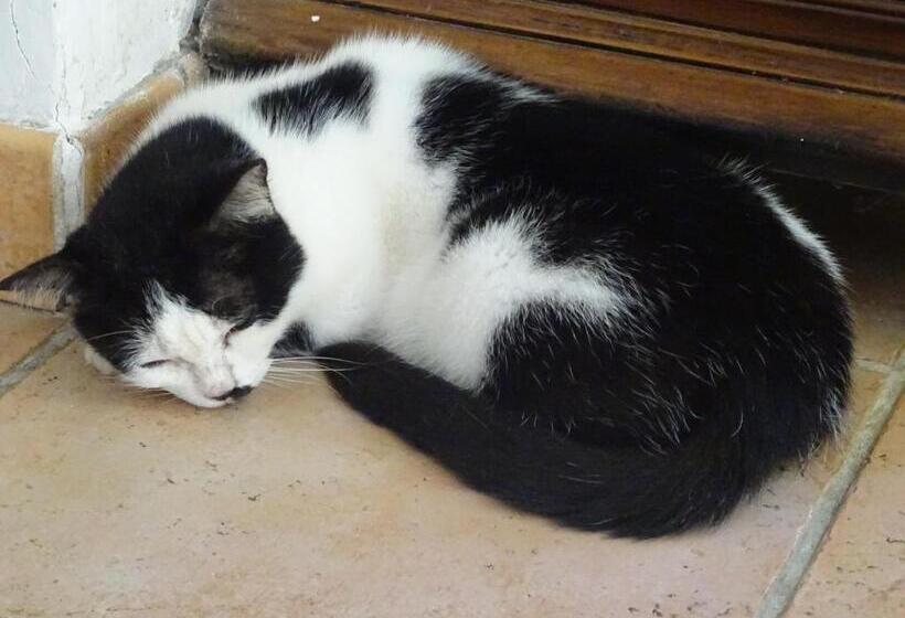 هتل Les Créolines