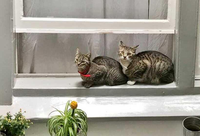 فندق Tulip Of Amsterdam