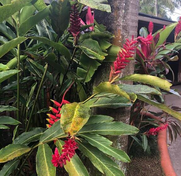 پانسیون Andre S Guest House