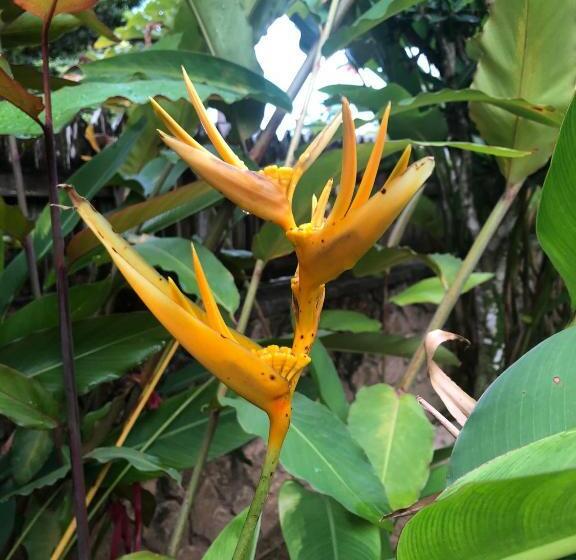 پانسیون Andre S Guest House