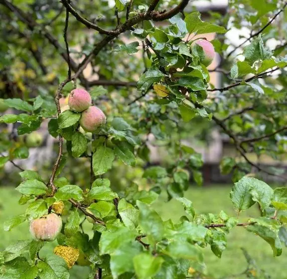 Majatalo Verta House