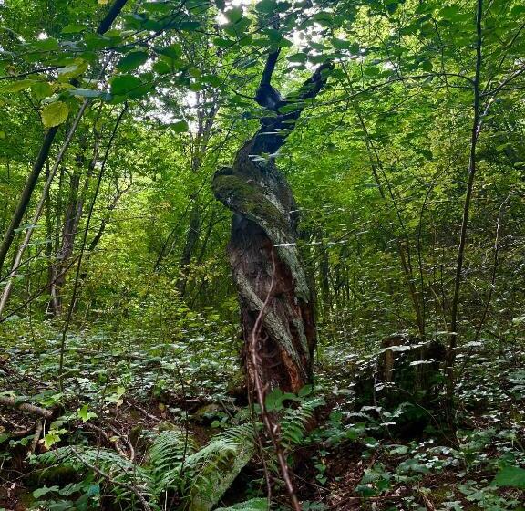 بنسيون Verta House