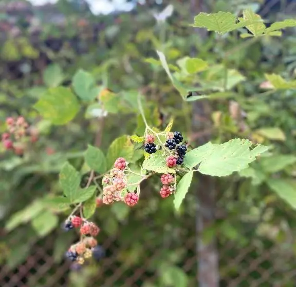 Majatalo Verta House