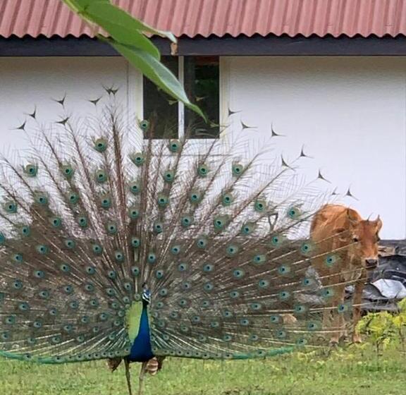 بنسيون Peacock Garden By Nature Hideout Mirissa