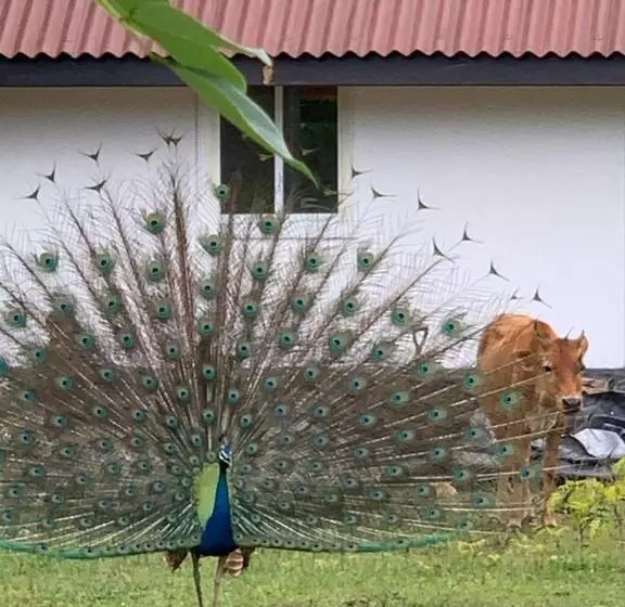 Majatalo Peacock Garden By Nature Hideout Mirissa