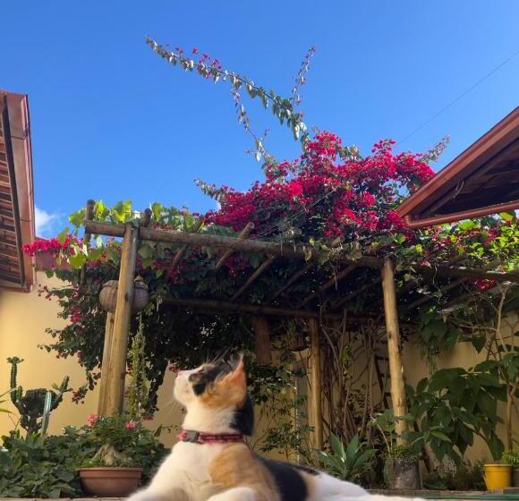 Отель Pé De Manga Hospedagem