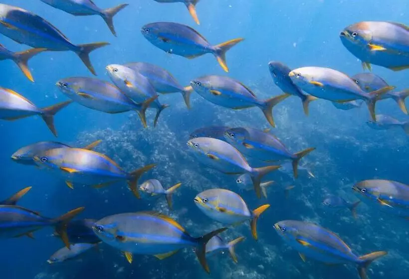 ホテル Sealion Dive Center