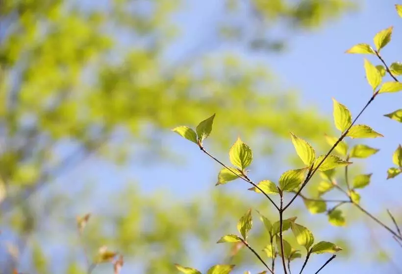 ریوکان 天童荘 Tendoso