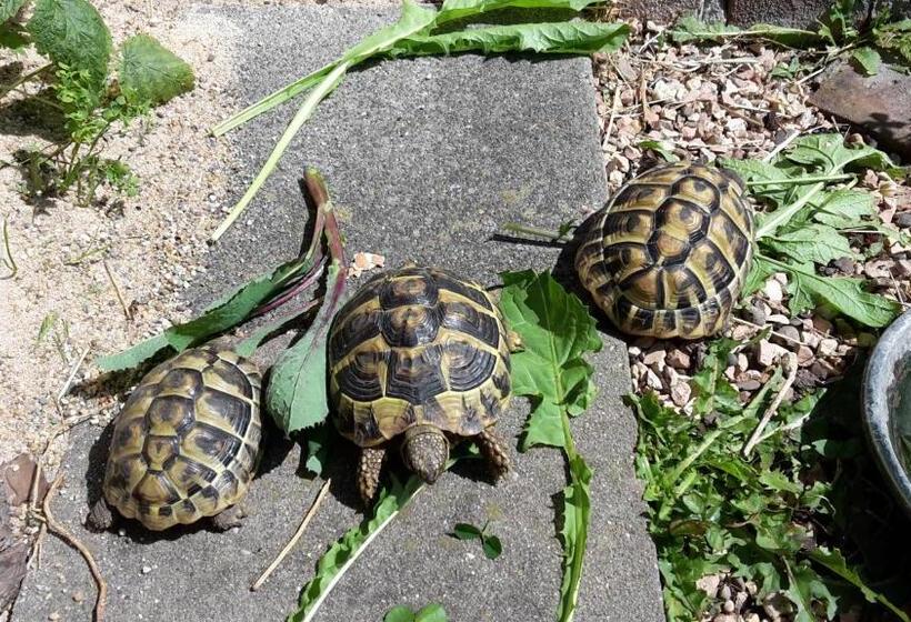 مبيت وإفطار Casa Nostra