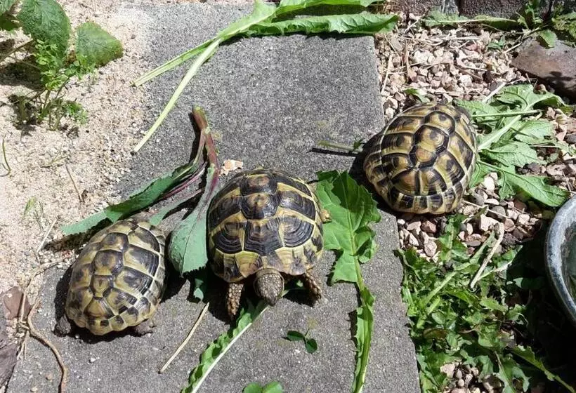 Aamiaismajoitus (B&B) Casa Nostra