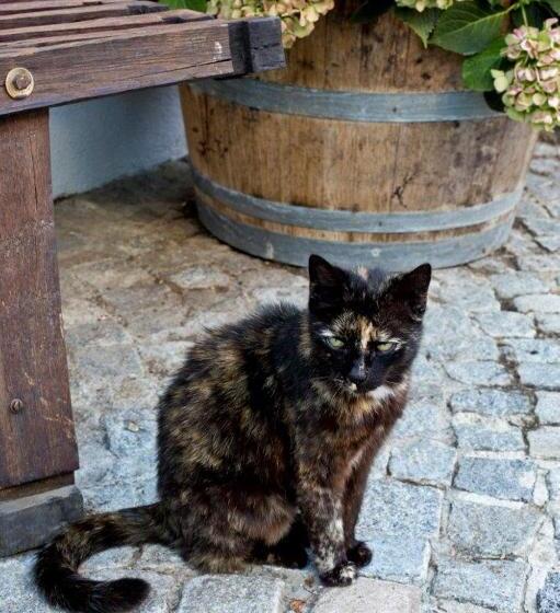 펜션 Weingut Breitenfelder