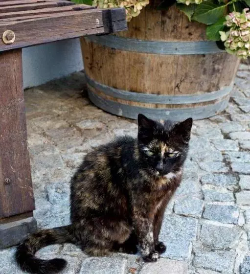 ペンション Weingut Breitenfelder