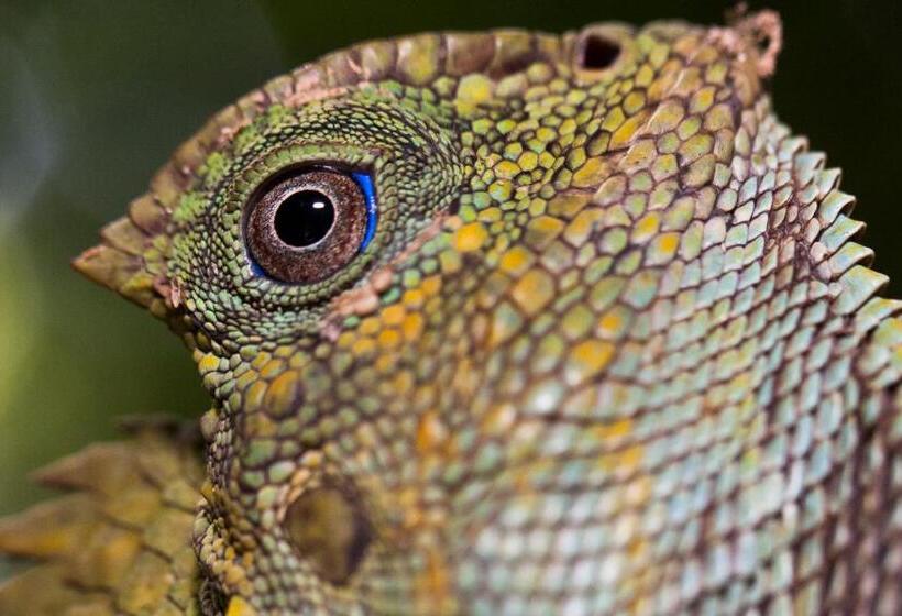 旅馆 Swiss Cottage Tioman