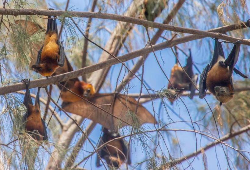 旅馆 Swiss Cottage Tioman